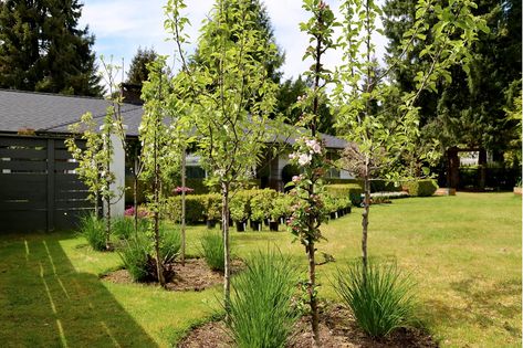 Landscaping With Fruit Trees Garden Ideas, Mini Backyard Orchard, Fruit Tree Backyard, Fruit Tree Garden Design Landscaping, Orchard Garden Ideas, Mini Fruit Orchard, Mini Orchard Layout, Small Orchard Ideas, Backyard Fruit Trees Landscaping