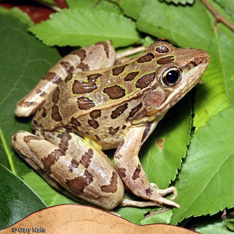 List of California Frogs and Toads with pictures. Caecilians Amphibians, Country Toads Frog, Panamanian Golden Frog, Frogs Of North America, Frog Species, Racing Boots, Amazing Frog, Horned Frogs, Frog Pictures