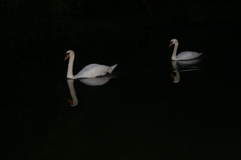 Swan Wallpaper, Cocoppa Wallpaper, Swan Lake, Black Swan, Laptop Wallpaper, Swans, Black Aesthetic, Aesthetic Photography, My Vibe