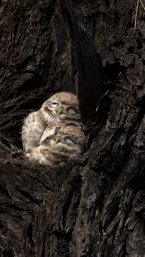 Thanks to Chirag Saini for making this photo available freely on @unsplash 🎁 Owl Sleeping, Owl Wallpaper Iphone, Owl Background, Owl Photography, Owl Images, Owl Wallpaper, Wildlife Pictures, Owl Pictures, Baby Owls