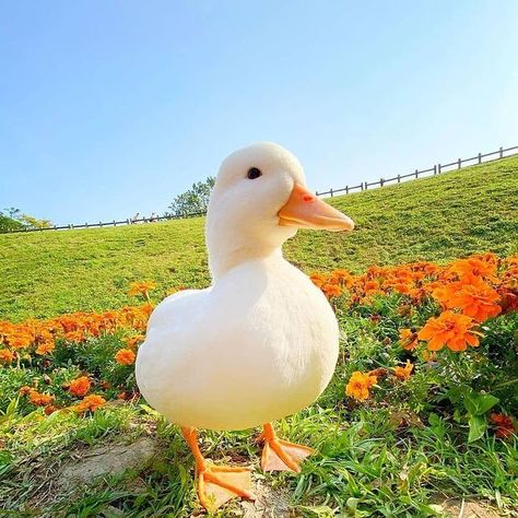 What Animal Are You, Duck Pictures, Duck Photo, What The Duck, Pet Ducks, Cute Ducklings, Duck Bird, Funny Duck, Online Quiz