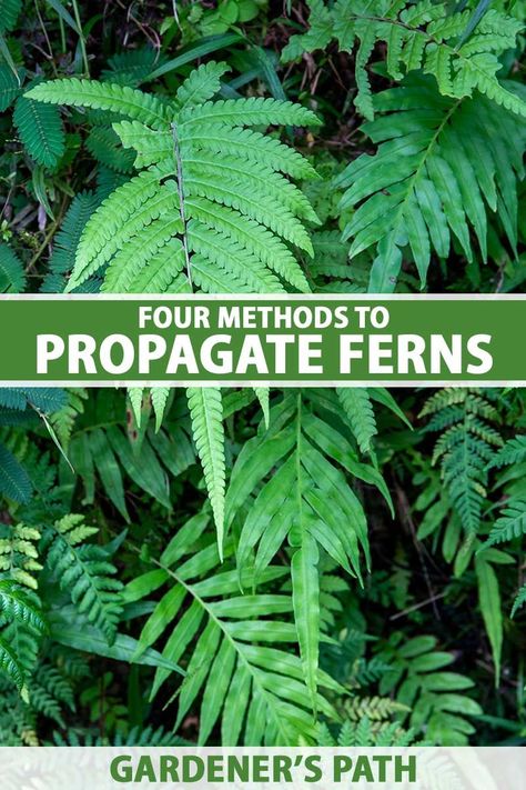 Propagating Ferns, Propagate Ferns, Fern Propagation, Fern Seeds, Evergreen Ferns, Indoor Ferns, Ferns Garden, Household Plants, Witch Garden