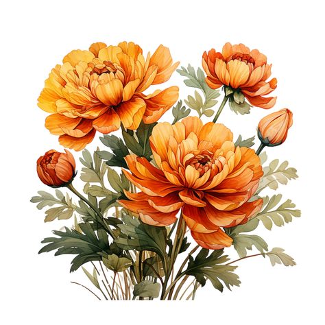 Marigold Flower Art, Marigold Reference, Marigold Flower Aesthetic, Marigold Flower Drawing, Marigold Illustration, Marigold Drawing, Marigold Flower Tattoo, Flower Marigold, Marigold Flowers