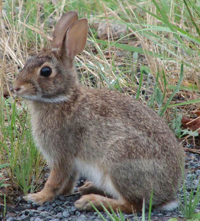 Woodsy Backyard, Cottontail Rabbit, Wild Bunny, Rabbit Hunting, Wildlife Rescue, Rabbit Pictures, Rabbit Run, Forest And Wildlife, Bunny Pictures