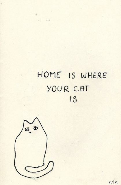 Nosara, Söt Katt, Cat Quotes, Cat Person, Home Is Where, Cats Meow, All About Cats, Crazy Cat Lady, 귀여운 동물