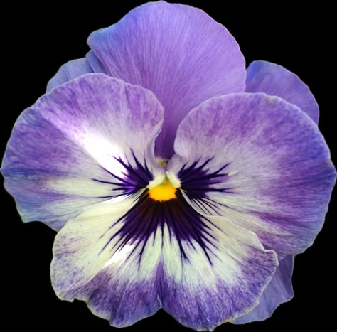 Purple Pansy Flowers, Blue Pansy Tattoo, Pansy Flower Tattoo Black And White, Wild Pansy Tattoo, Violet Aesthetic Flower, Violet Flower Aesthetic, Pansy Aesthetic, Pansy Tattoo, Violets Flowers