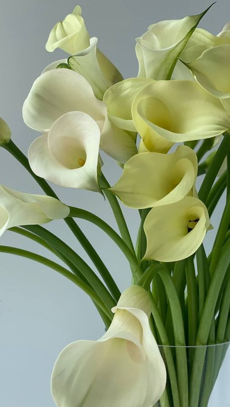 Callas Lily, Spring Baby, Lily Flower, Calla Lily, Aesthetic Wallpapers, Bouquets, Beautiful Flowers, Lily, Paint