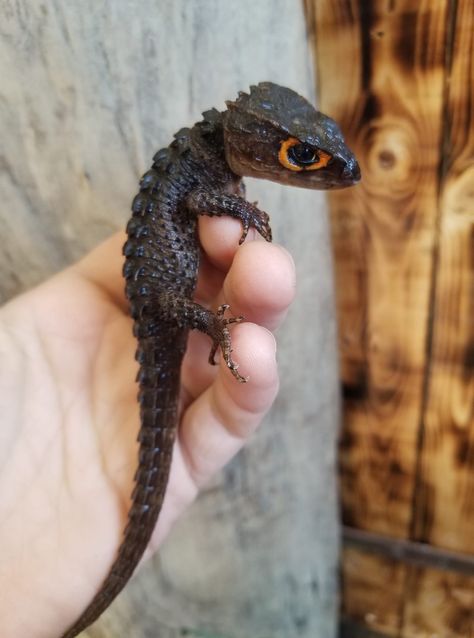 Red Eyed Crocodile Skink, Crocodile Skink, Reptile Room, Rabbit Cages, Pet Dragon, Cute Reptiles, Interesting Animals, Pet Animals, Reptiles Pet