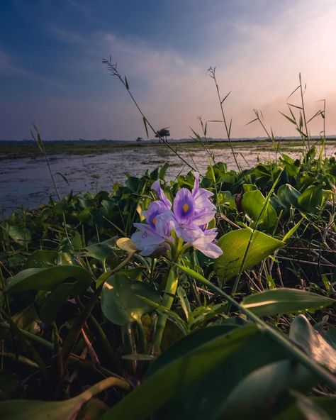 Kim Seokjin Birthday, Lake Tanganyika, Grape Hyacinth, Water Aesthetic, Beautiful Flowers Images, Flowers Images, Water Hyacinth, Flower Photography, Flower Plant