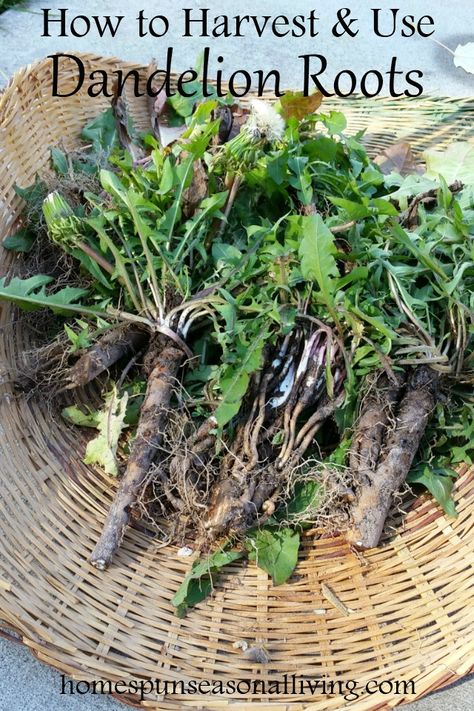 Fall is the perfect time to harvest medicinal roots like dandelion and valerian for use in the home herbal medicine cabinet. Dandelion Tincture, Herbal Medicine Cabinet, Wild Food Foraging, Medicinal Herbs Garden, Magia Das Ervas, Edible Wild Plants, Dandelion Root, Healing Plants, Wild Edibles