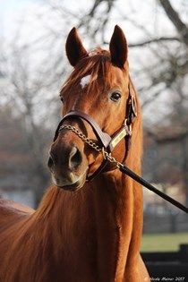 New Kentucky Horse Park resident Point Given Impossible Pie, Kentucky Horse Park, Famous Horses, Beautiful Horses Photography, Riding Clothes, Beautiful Horse Pictures, Thoroughbred Horse Racing, Horse Riding Clothes, Most Beautiful Horses