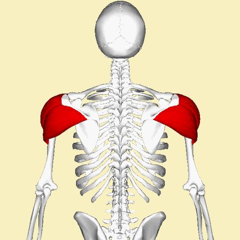 Deltoid_muscle_animation2.gif (600×600) Deltoid Anatomy, Deltoid Muscle, Muscles Anatomy, Arm Anatomy, Human Muscle Anatomy, Anatomy Studies, Forearm Muscles, Human Anatomy Drawing, Muscle Anatomy