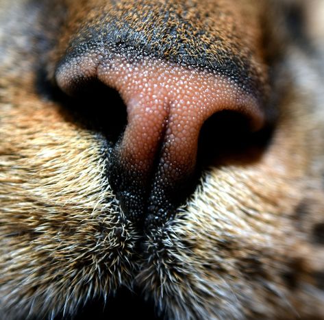 Incredible closeup of a cat's nose 😍  #catnose #closeup #photography Cats Pretty, Animal Close Up, Close Up Art, Most Popular Cat Breeds, Cat Tattoo Simple, Closeup Photography, Animal Noses, Popular Cat Breeds, Most Beautiful Cat