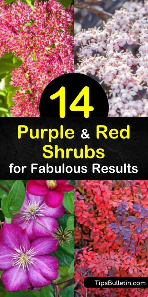 Foundation Plants, Garden Front Of House, House Planter, Garden Flower Beds, Foundation Planting, Flower Garden Design, Focal Points, Red And Purple, Flowering Shrubs