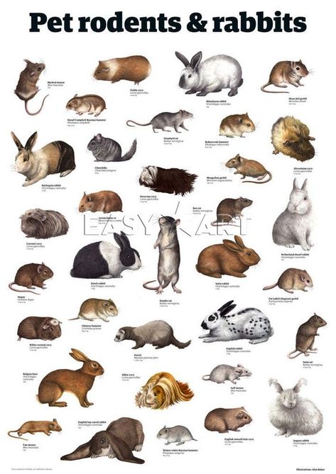 Rabbits Art, Animal Infographic, Pet Rodents, Raising Farm Animals, Fun Facts About Animals, Animal Poster, Contemporary Art Prints, Animal Science, Types Of Animals