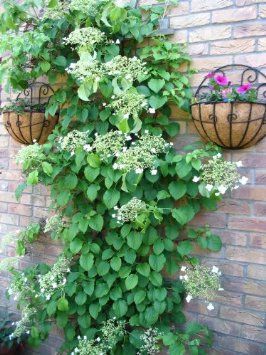 Climbing Hydrangea Vine, Potted Hydrangea, Ground Cover Seeds, Hydrangea Vine, Hydrangea Seeds, Hydrangea Petiolaris, Hydrangea White, Climbing Hydrangea, Garden Vines