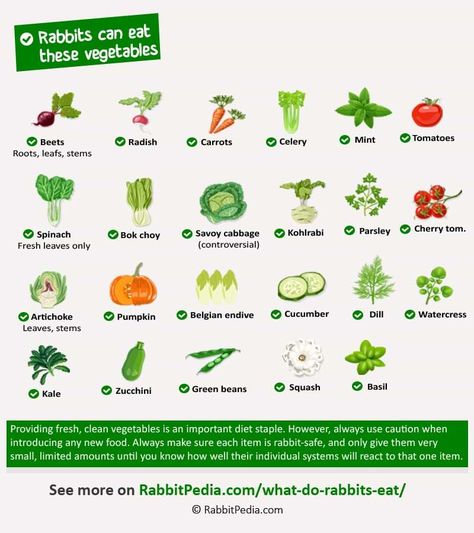 safe vegetables for rabbits What Bunnies Can Eat, Best Vegetables For Rabbits, Greens For Bunnies, Safe Foods For Rabbits, Bunny Safe Veggies, What Can Rabbits Eat List, Things For Rabbits, What Do Rabbits Eat, Rabbit Infographic