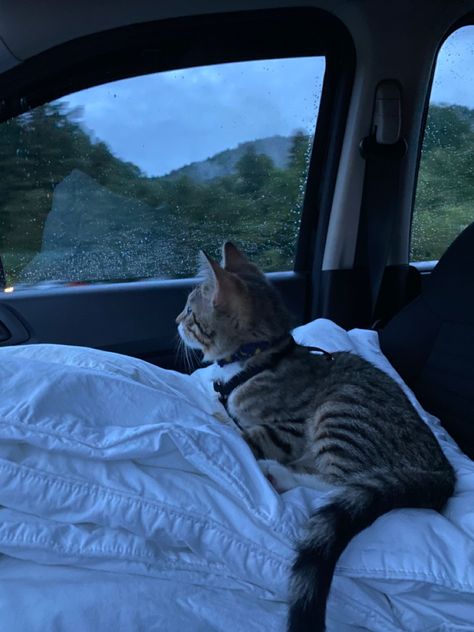 Cat Rain Aesthetic, Having A Cat Aesthetic, Kitten In Car, Kitten Vision Board, Cat In A Car, Cats And Dogs Aesthetic, Cat Road Trip, Cats And Cars, Cat In Nature