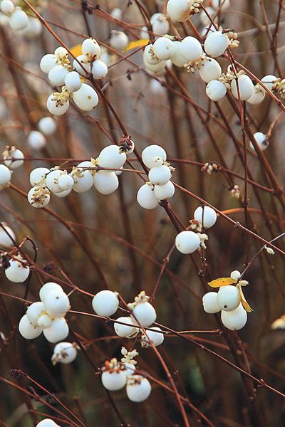 White Snowberry (Symphoricarpos albus) : Prairie Nursery Symphoricarpos Albus, Moon Garden, White Gardens, Types Of Soil, Autumn Garden, Trees And Shrubs, Winter Garden, Native Plants, Horticulture