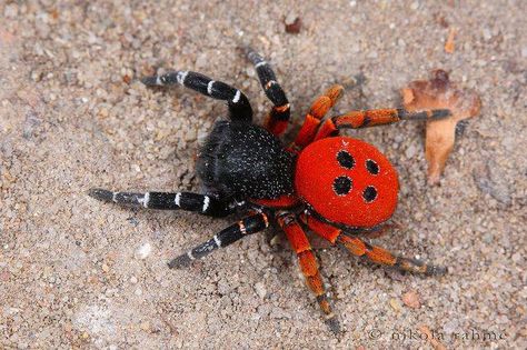 Velvet spider Velvet Spider, Arachnids Spiders, Spiders And Snakes, Spider Species, Cnidaria, Cool Insects, Itsy Bitsy Spider, Cool Bugs, Jumping Spider