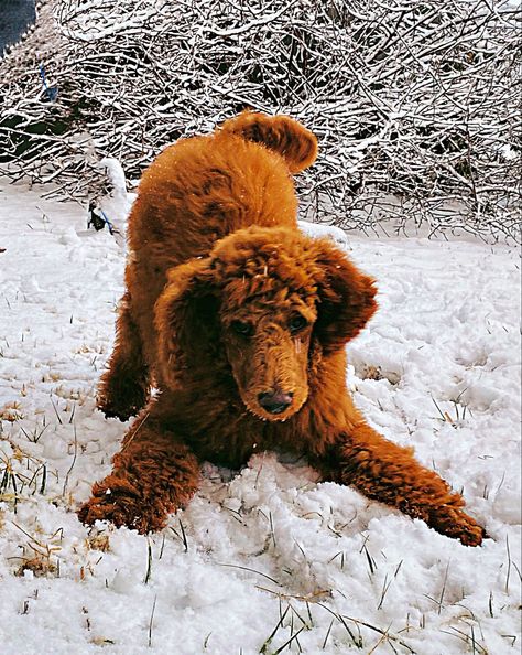 Red Standard Poodle Puppy Playing In Snow Red Standard Poodle Puppy, Red Poodle Puppy, Red Standard Poodle, Standard Poodle Puppy, Brown Poodle, Playing In Snow, Standard Poodle Puppies, Dog Haircut, Service Dogs Breeds