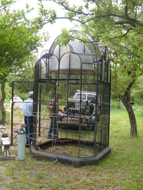 Aviary Aesthetic, Giant Bird Cage, Big Bird Cage, Canary Cage, Pigeon Cage, Rabbit Habitat, Antique Bird Cages, Cage Decor, Conure Parrots