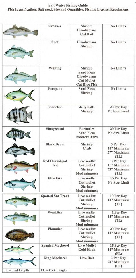 Fish Chart, Fishing Hook Knots, Saltwater Fishing Lures, Fishing 101, Salt Water Fishing, Salt Water Fish, Surf Fishing, Fishing Rigs, Saltwater Fish