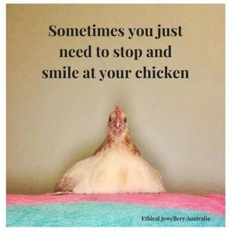 Chicken Quotes, Baby Chicks Raising, Chicken Pictures, Chicken Life, Backyard Flocks, Crazy Chicken Lady, Building A Chicken Coop, Chicken Lady, Chicken Coop Plans