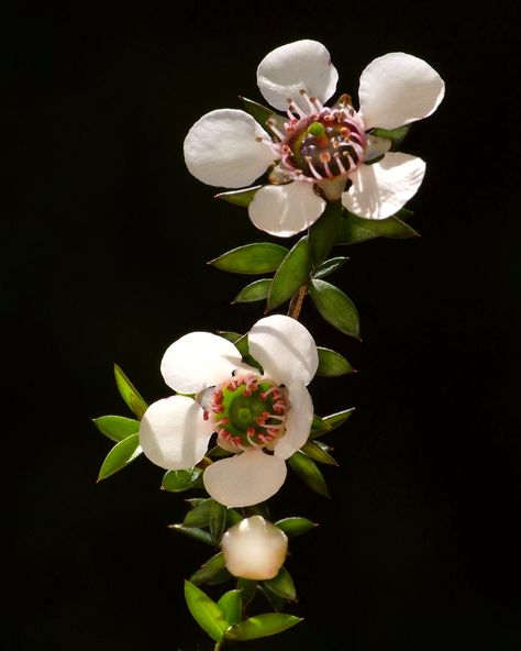 https://flic.kr/p/2nYaHd3 | Mānuka | Mānuka or Tea Tree flowers (Leptospermum scoparium) in Picton. Manuka Plant, Manuka Flower, Leptospermum Scoparium, Australian Tea Tree, Nz Art, Tree Flowers, Native Flowers, Reference Pics, Tattoo Inspo