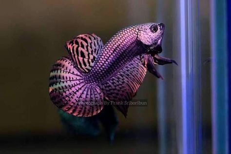 Purple Betta Fish, Fancy Fish, Rare Fish, Copper And Pink, Betta Fish Tank, Aquarium Design, Opal White, Fish Painting, Betta Fish