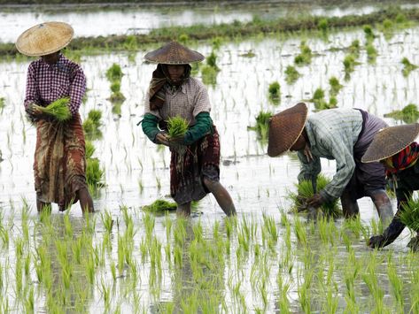 Growing Rice, Rice Farming, Climate Warming, Global Poverty, Dry Rice, Sea Level Rise, Environmental Conservation, Green Pasture, Water Management