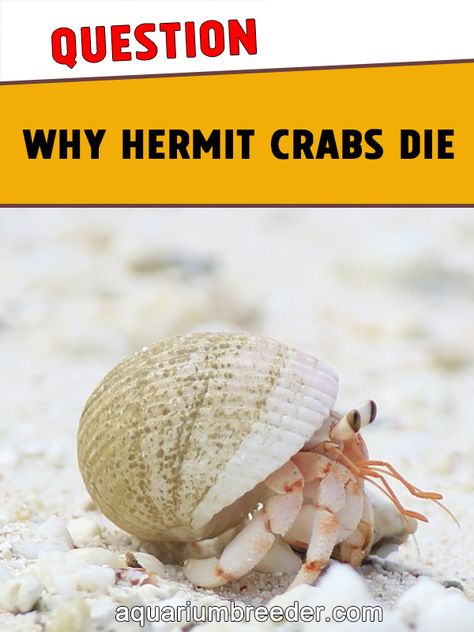 Diy Hermit Crab Habitat Tanks, Hermit Crab Habitat Ideas, Hermit Crab Care, How To Make Sand, Hermit Crab Habitat, Crab Tank, Hermit Crab Tank, Hermit Crab Shells, Pet Room