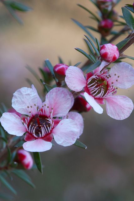 Pink Tea Tree (Leptospermumm scoparium) Native to New Zealand and southeast Australia. A usually compact shrub to 2m high (often less) to 2m wide. Australian Native Garden, Australian Wildflowers, Australian Flowers, Australian Native Flowers, Australian Plants, Australian Garden, Australian Native Plants, Australian Flora, Pink Tea