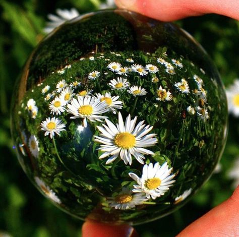 Cristal Ball, Crystal Photography, Crystal Meditation, Wildlife Garden, Glass Photography, Camping Photography, Reflection Photography, Gazing Ball, Meditation Crystals