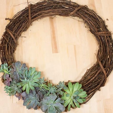 How to Make a Succulent Wreath | Calloway's Nursery Succulents Wreath, Succulent Arrangements Diy, Succulent Wreath Diy, Indoor Succulent Planter, Succulents Wallpaper, Succulent Wedding Centerpieces, Crafts Wreaths, Succulents Drawing, Vertical Succulent Gardens