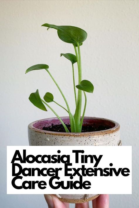 Discover everything you need to know about nurturing your Alocasia Tiny Dancer plant for stunning results. From optimal watering techniques to creating the perfect environment, we've got you covered! Dive deep into the world of Alocasia Tiny Dancer care and watch your plant thrive like never before. IG Photo by: ihugplants Tiny Dancer Plant, Alocasia Amazonica Care, Alocasia Black Velvet Plant Care, Alocasia Tiny Dancer Care, Alocasia Corm Growing, Alocasia Tiny Dancer, Alocasia Pink Princess, Alocasia Plant, Orchid Bark