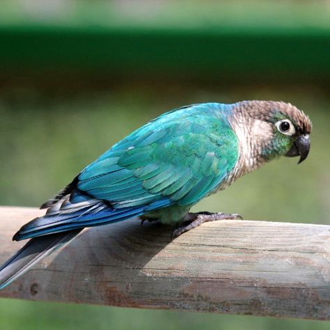 Turquoise Green-cheeked Conure Turquoise Conure, Green Cheeked Conure, Conure Bird, Green Cheek Conure, How To Potty Train, Christmas Popcorn, Conure Parrots, Parrot Pet, Potty Train