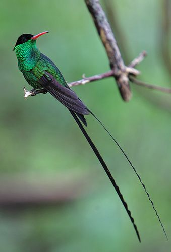 Jamaican hummingbird also known as the  "Doctor Bird" ~ (Rockland's Bird Sanctuary. Montego Bay, Jamaica) Jamaican Hummingbird, Doctor Bird, Jamaican Culture, Exotic Birds, Pretty Birds, Colorful Birds, Birds Of Paradise, The Doctor, Beautiful Islands