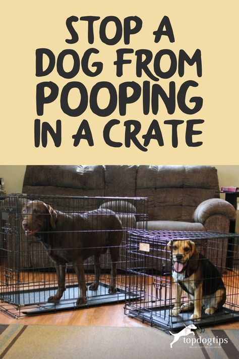 How To Crate Train A Puppy, Puppy Crate Setup, Dog Crate Ideas, Dog Training At Home, Crate Training Dog, Animal Treats, Diy Dog Crate, Crate Training Puppy, Training At Home