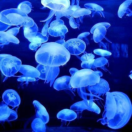 Jellyfish Pictures, Cybercore Aesthetic, Blue Aesthetic Dark, Behind Blue Eyes, Dark Blue Wallpaper, Blue Jellyfish, Cocoppa Wallpaper, Ocean Creatures, Marine Animals