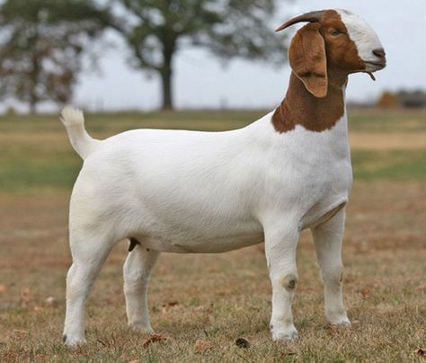 Goat Fence, Goats For Sale, Goat Picture, Show Goats, Nubian Goat, Raising Farm Animals, Goat Barn, Boer Goats, Raising Goats