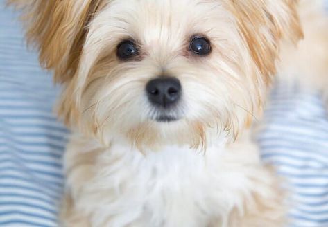 Morkie Dog: Complete Guide to Maltese Yorkie Mix | All Things Dogs Maltese Yorkie Mix, Morkie Dogs, Morkie Puppies, Top Dog Breeds, Yorkie Mix, Terrier Puppies, Fluffy Dogs, Lap Dogs, Dog Biting