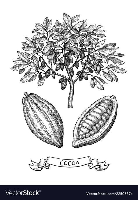 Cocoa Tree Illustration, Cocoa Pod Illustration, Cacao Pod Illustration, Cacao Tree Illustration, Tree Drawing Easy, Cacao Tree, Cocoa Tree, Chocolate Drawing, Illustration Art Kids