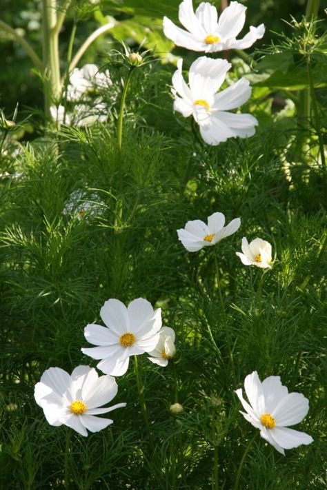 Cosmos bipinnatus 'Purity' - Pumpkin Beth Aerial Plants, Cosmos Bipinnatus, Cold Frame, Glass House, Cut Flowers, Spring Time, Cosmos, White Flowers, Flower Pots