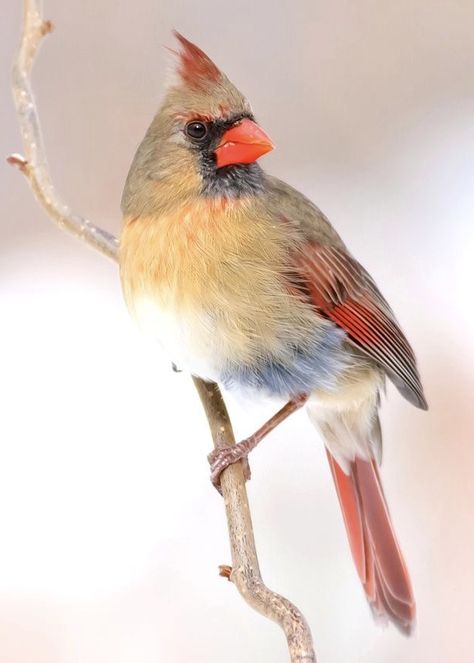 Cardinal Bird Photography, Female Cardinal Painting, Cardinal Drawing Simple, Chickadee Photography, Cardinal Birds Art, Cardinal Watercolor, Cardinal Tattoo, Female Cardinal, Bird Painting Acrylic