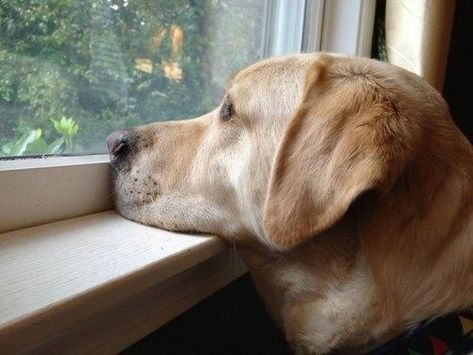 Dog Waiting For Owner, Yellow Labs, Dog Waiting, Black Labrador Retriever, Yellow Labrador, Looking Out The Window, Labrador Retrievers, Yellow Lab, Must Love Dogs