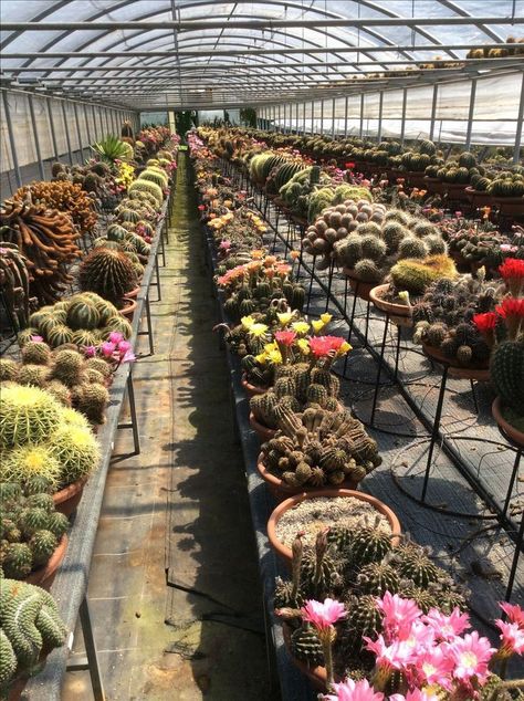 Green House Aesthetic, Cactus Greenhouse, Cactus Garden Design, Farm Landscaping, Cactus Farm, Cactus House, Kaktus Dan Sukulen, Garden Center Displays, Cactus Arrangement