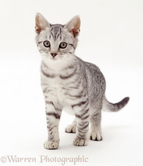 Photograph of Silver tabby kitten standing. Rights managed white background image. Silver Tabby Kitten, Grey Tabby Kittens, Tabby Kittens, Silver Tabby Cat, Cat References, Tabby Kitten, Tabby Cats, Puppies And Kitties, Cat Pose