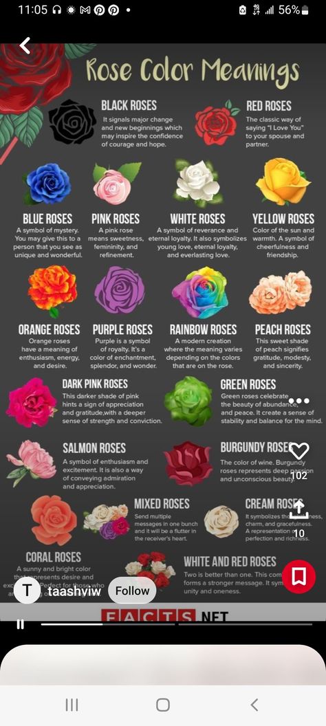 Flower Meanings Chart, Black Rose Meaning, Rose Flower Colors, Different Color Roses, Rose Color Meanings, Rose Meaning, Blue Rose Tattoos, Red Rose Tattoo, Essential Oil Blends Recipes