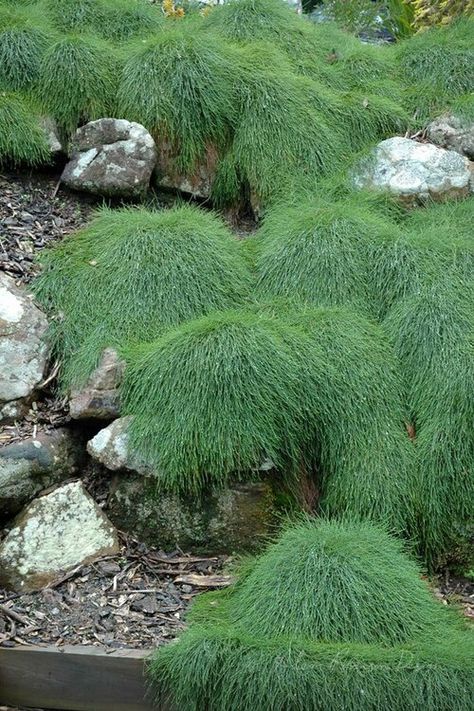 Cousin It, Wholesale Plants, Australian Native Garden, Hedging Plants, Australian Plants, Areas Verdes, Australian Garden, Australian Native Plants, Ground Cover Plants